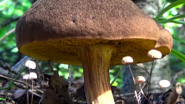 Brown Mushroom. — Stock Video