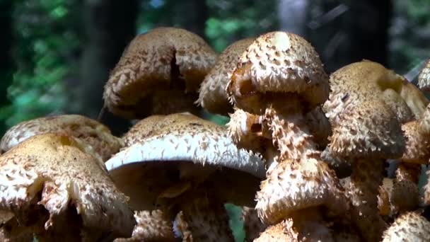 Miele agarico.Funghi . — Video Stock