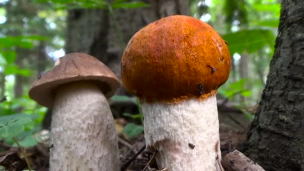 Brauner und roter Pilz. — Stockvideo