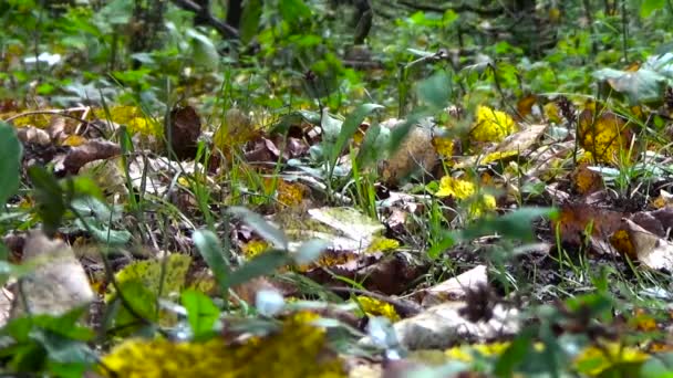 Walking through the woods in his boots. — Stock Video