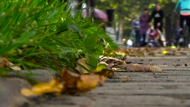 Familie für einen Spaziergang. — Stockvideo