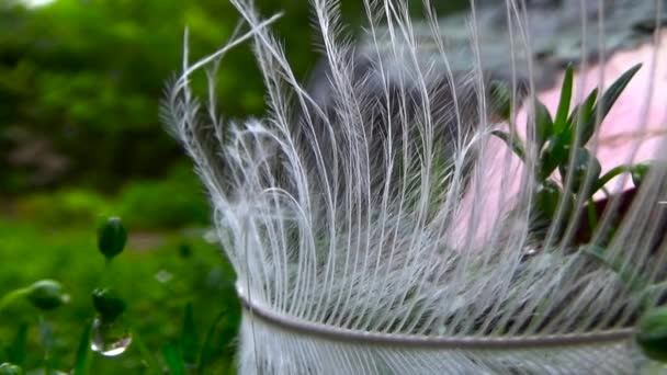 Macro de hierba de plumas . — Vídeo de stock