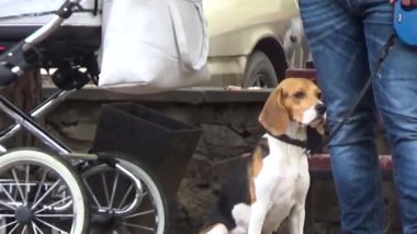 Köpekli adam.