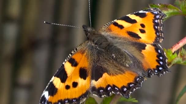 Butterfly red black. — Stock Video