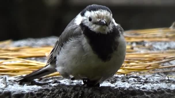 Маленький птах у парку . — стокове відео