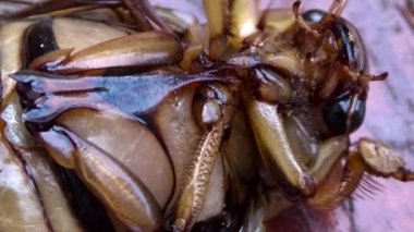 Arkasındaki kahverengi beetle.