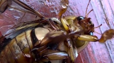 Arkasındaki kahverengi beetle.