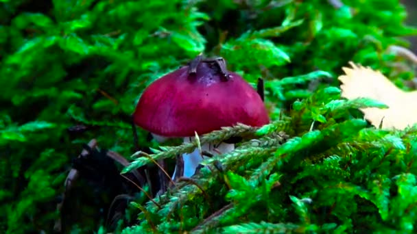 Roter Pilz im Gras. — Stockvideo