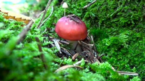 Rode paddestoel in het gras. — Stockvideo