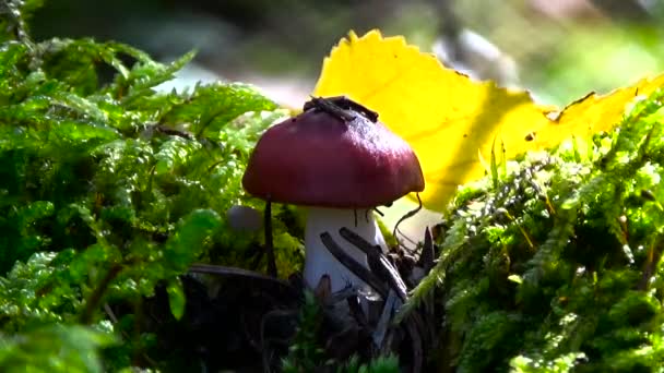 Red mushroom in the grass. — Stock Video