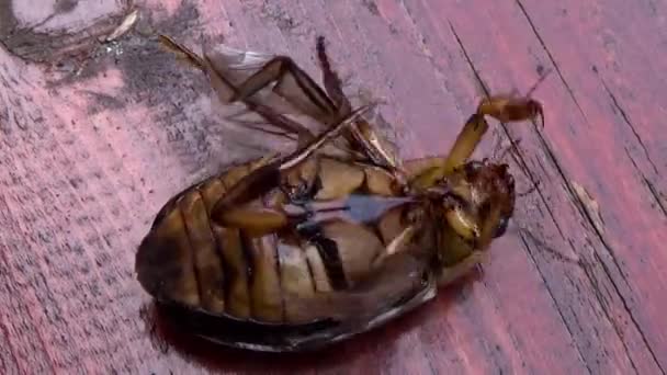 Castanho escaravelho nas costas . — Vídeo de Stock