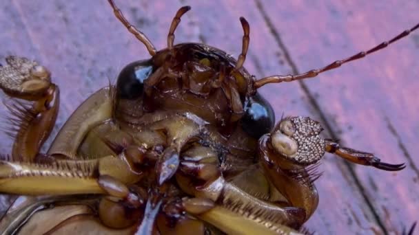 Brązowy chrząszcz z tyłu. — Wideo stockowe