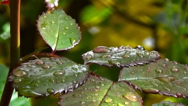 The branch of roses — Stock Video