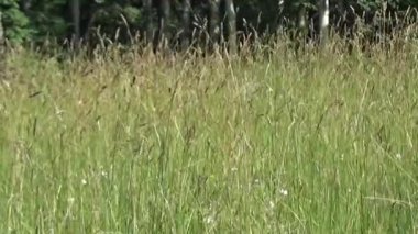 Vahşi yaz çayır c hafif rüzgar. Tam Hd ayak. Çim çayır yaz esintiyle