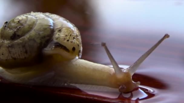Escargot se déplaçant après pluie 