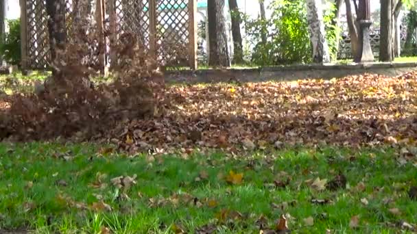 Feuilles Flying blowers fly — Video