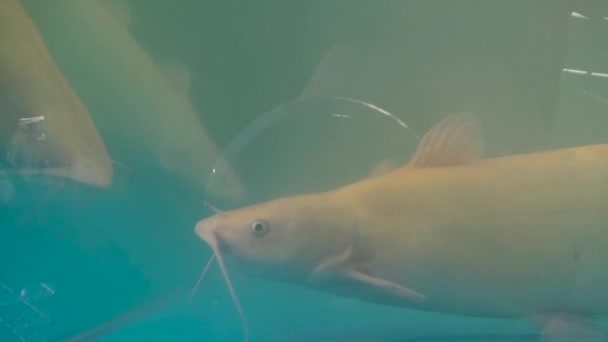 Färska levande fisk på The akvarium på shop — Stockvideo