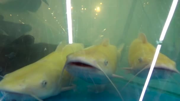 Frische lebende Fische im Aquarium im Geschäft — Stockvideo