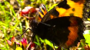 Kelebek kırmızı siyah.