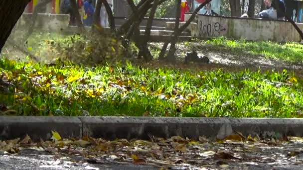 Bahçıvan çim biçme mows. Seçeneklere Rusya. 22 Eylül 2015 — Stok video