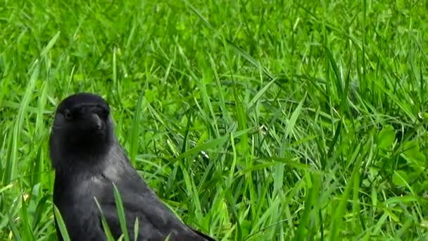 Starling på gräset i parken — Stockvideo