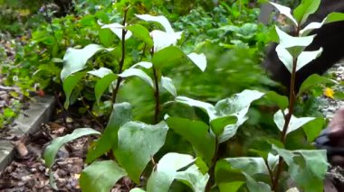 Kesme çalı çileği