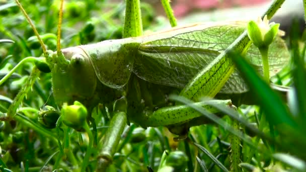 Çekirge yaprak yeşil böcek makro. — Stok video