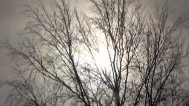 Kar Güneş ağacı Rüzgar