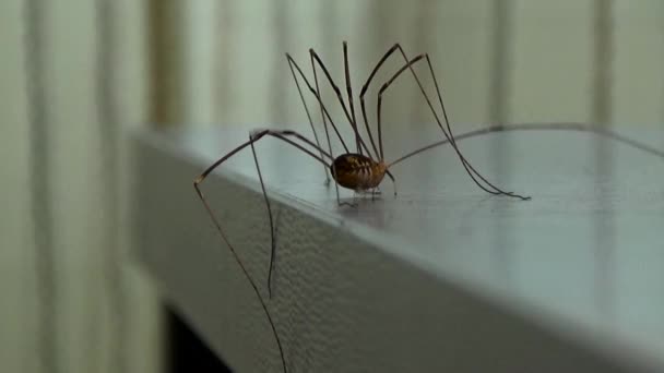 Aranha rastejando sobre a mesa — Vídeo de Stock