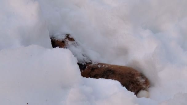 Conejo esponjoso se sienta en la nieve en invierno — Vídeos de Stock