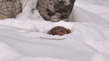 Tavşan yakınındaki bir delik Birch kazıyor