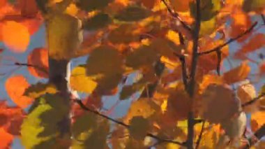 Ağaç yapraklarının sonbahar sarı