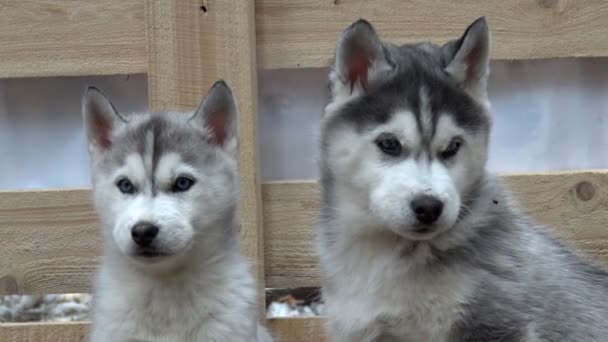 Cachorros Husky esponjosos — Vídeo de stock