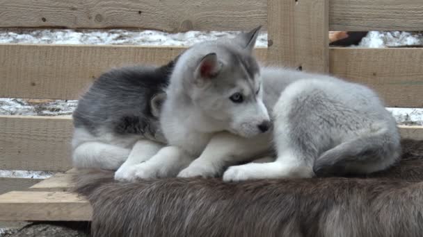 Två valpar av Siberian Husky liggande — Stockvideo