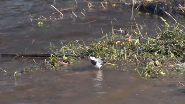 Wagtail Bathing in Water Royalty Free Stock Footage