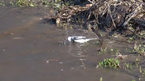 Kleiner Vogel badet im Fluss — Stockvideo