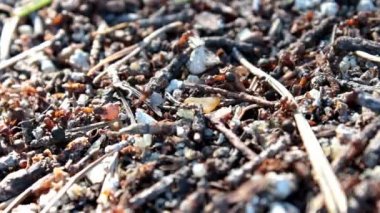 Birçok karıncalar karınca yuvası yüzeyinde hareket