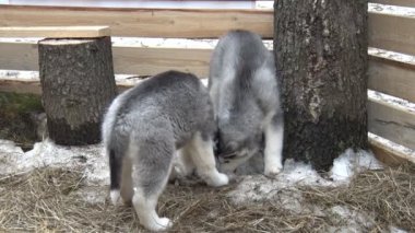 Büyük kuş kafesi içinde Husky yavruları