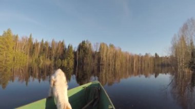 Sel sırasında tekne yüzen köpek