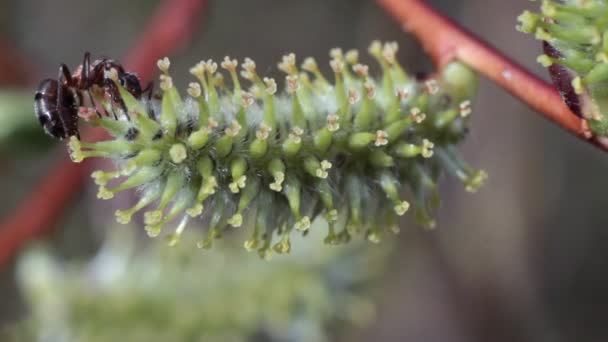 Ant on Flower Willow — Stock Video