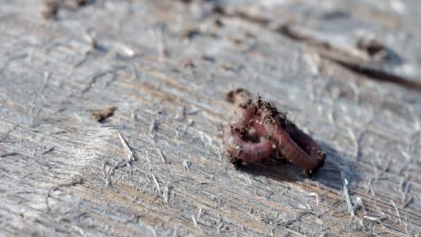 Gusano de tierra se retuerce en la superficie de madera — Vídeos de Stock