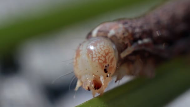 植物に幼虫の頭 — ストック動画