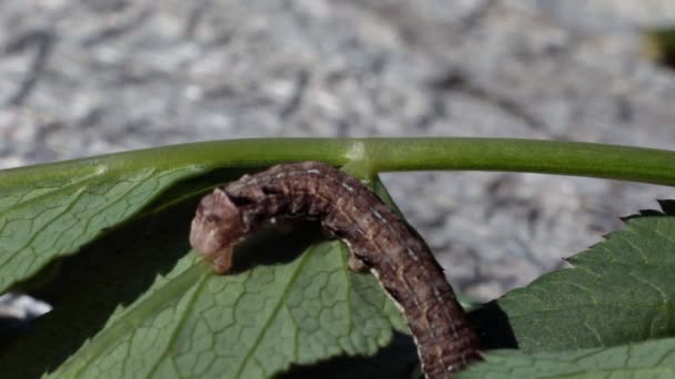 Chenille rampant sur les feuilles de la plante — Video