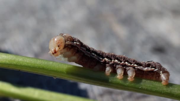 Firma Caterpillar na łodygi rośliny — Wideo stockowe