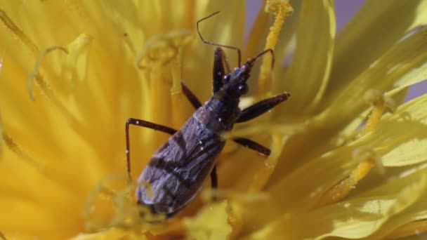 Insecto mueve sus piernas en flor de diente de león — Vídeos de Stock