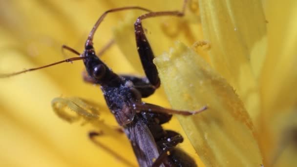 Dans la fleur de pissenlit est assis insecte — Video