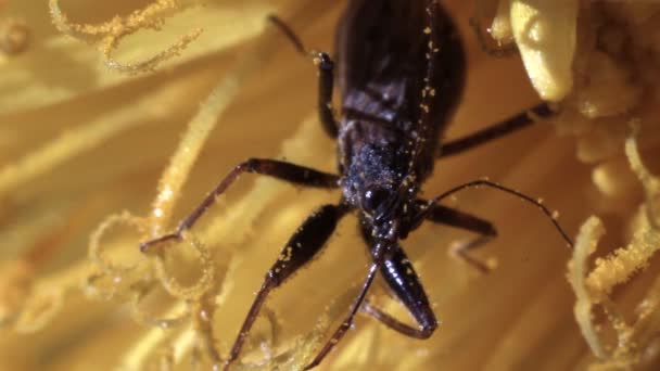 Insect tussen meeldraden van bloemen van de paardebloem — Stockvideo