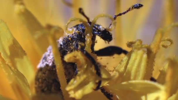 Skalbagge smyger genom ståndare av en maskros blomma — Stockvideo