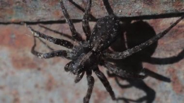 Örümcek bacakları olmayacağından ve ishal uzakta hamle