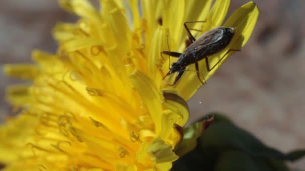 Käfer sitzt auf Blütenblatt der Löwenzahnblüte — Stockvideo